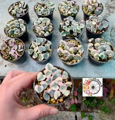 تصویر پک ۲۰ عددی سروپژیا ابلق 