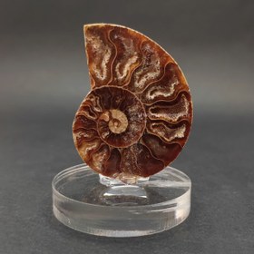 تصویر فسیل آمونیت بر روی پایه پلکسی (کد29) 