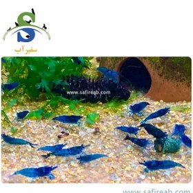 تصویر میگو آبی (پک چند عددی) 