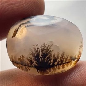 تصویر شجر قرینه قاین 