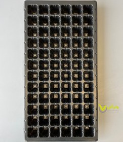 تصویر سینی نشا کره‌ای 72 سلولی 