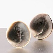 تصویر مهره مار اصلی افعی سیاه 