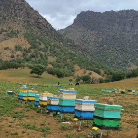 تصویر عسل چهل گیاه کوهستان(برداشت از اشترانکوه لرستان) 