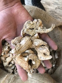 تصویر زنجبیل قلم هندی 