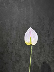 تصویر آنتریوم 