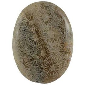 تصویر سنگ فسیل قدیمی 