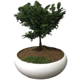 تصویر بونسای کاج نانا 