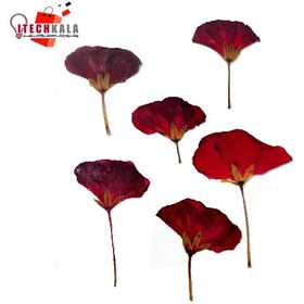 تصویر گل شمعدونی ( 10 عددی) 