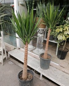 تصویر گیاه یوکا 