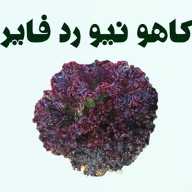 تصویر کاهو نیوردفایر 