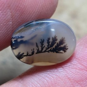 تصویر شجر قائنات 