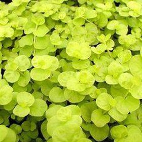 تصویر گیاه آبزی آکواریوم پلنت لیسیماشیا طلایی Lysimachia nummularia ‘Aurea'( پک 5 شاخه ) 