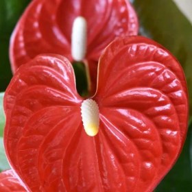تصویر گل آنتوریوم قرمز 