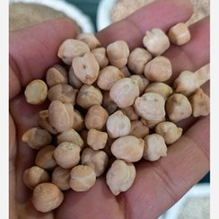 تصویر نخود کرمانشاه 