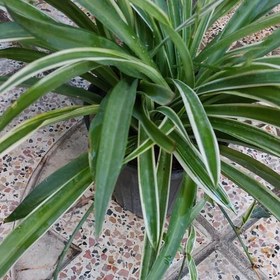 تصویر گیاه گندمی ابلق تیره(spider plant) 