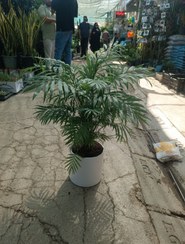 تصویر شامادورا سطل ۴ به همراه گلدان سرامیکی 