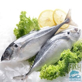 تصویر ماهی کتو- کامل 