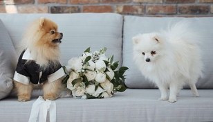 تصویر فوتیج سگ های کوچک که به عنوان داماد و عروس لباس پوشیده اند 