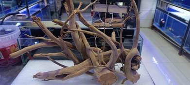 تصویر ریشه آبنوس کد ۰۲ 