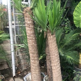 تصویر نهال یوکا بزرگ 