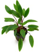 تصویر گیاه کریپتون سبز 