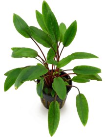 تصویر گیاه کریپتون سبز 