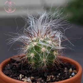 تصویر بذر کاکتوس اورئوسرئوس نئوکلسیانوس 10 عددی 