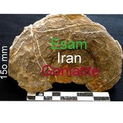 تصویر بزرگترین فسیل گونیاتیت ایسام و ایران تحقیقی 