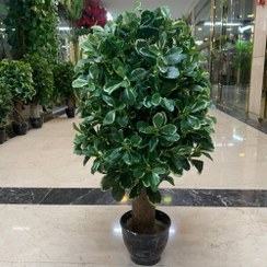 تصویر درختچه بونسای شفلرا ابلق مصنوعی 