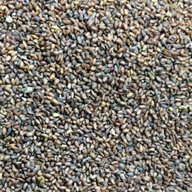 تصویر تخم بارهنگ 200گرم 