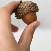 تصویر بلوط - شاه بلوط تپلی 