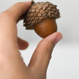 تصویر بلوط - بلوط باریک 