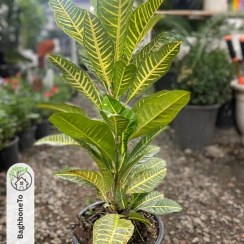 تصویر کورتن 