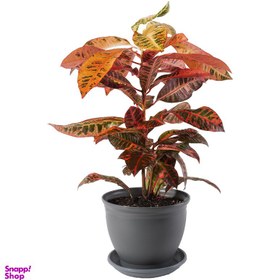 تصویر گیاه طبیعی کروتون مدل P-27 