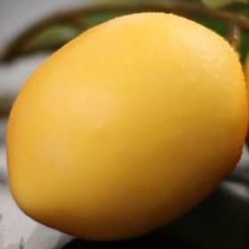 تصویر شاخه لیمو 