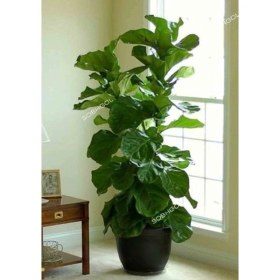 تصویر لیراتا دو شاخه FL09 