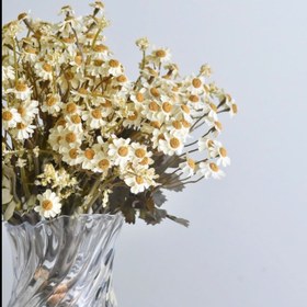 تصویر گل بابونه 