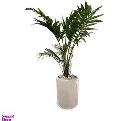 تصویر گیاه طبیعی شامادورا به همراه گلدان 