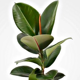 تصویر فیکوس سبز گلآرون 