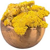 تصویر بومادران تازه دارالشفاء Achillea millefolium