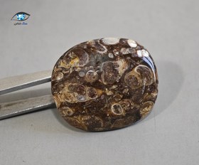 تصویر فسیل توریتلا 11.8 گرم 