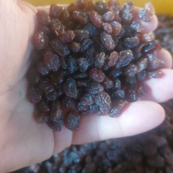 تصویر کشمش پلوئی آفتابی امین کشمش شهر تاکستان قزوین سورت شده و درجه یک 