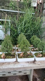 تصویر بنسای کونیکا 