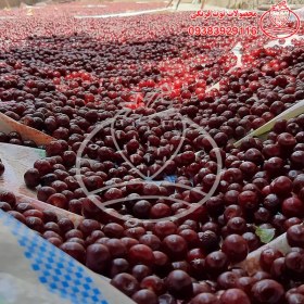 تصویر آلبالو خشک محلی 