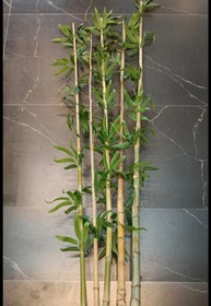 تصویر شاخه بامبو 