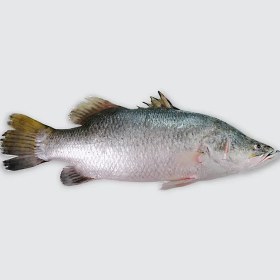 تصویر ماهی سیباس کامل 