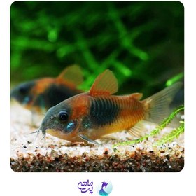 تصویر ماهی کوریدوراس ارنج ونزوئلا سایز 1 تا 2 سانت 