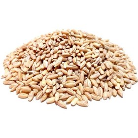 تصویر جو باپوست کد 74 