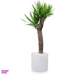 تصویر گیاه طبیعی یوکا مدل GTL110 