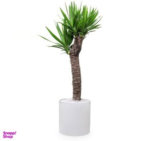 تصویر گیاه طبیعی یوکا مدل GTL110 